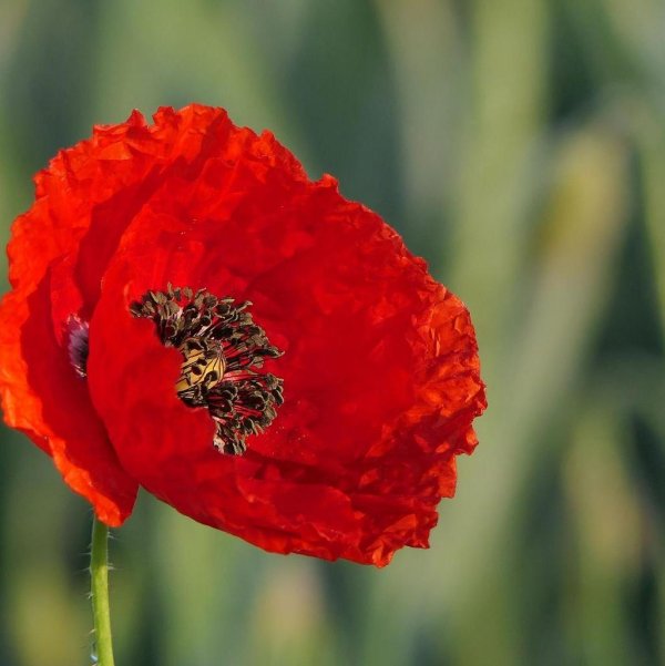 "Fly me to the Mohn" GRÜMI inkl. Blühanleitung - Image 2
