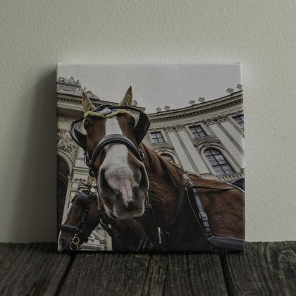 Foto auf Leinwand: "Fiakerpferd"