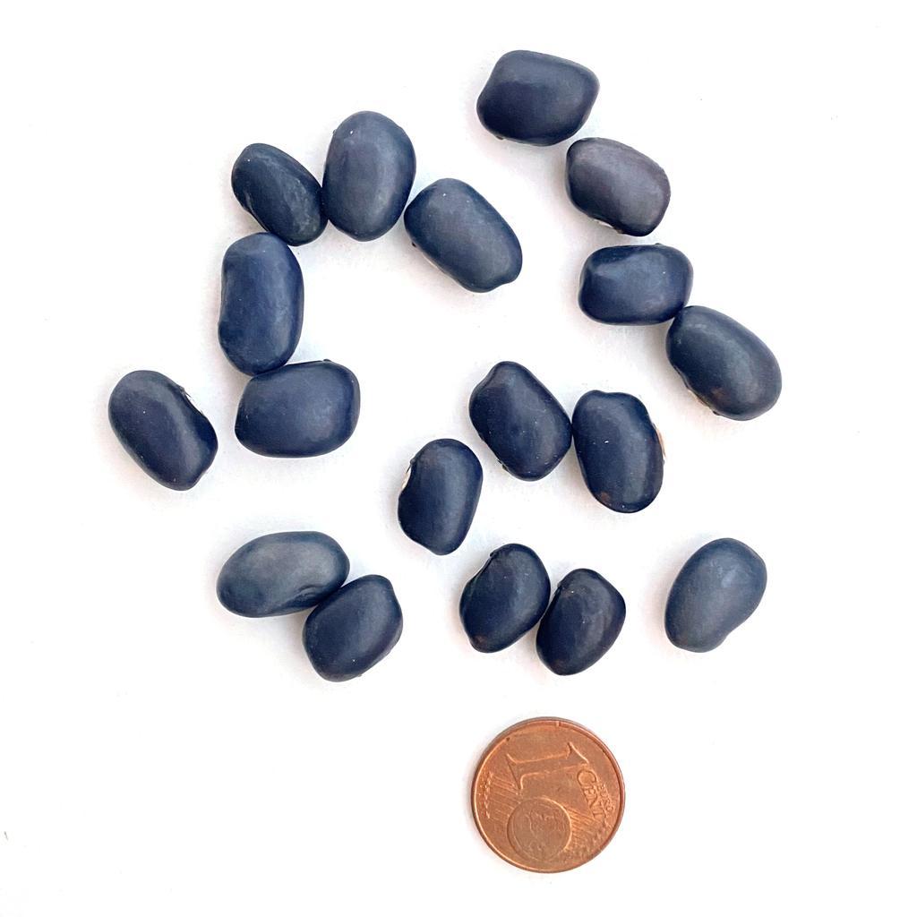 Blaue Meerbarbe (Stangenbohne)