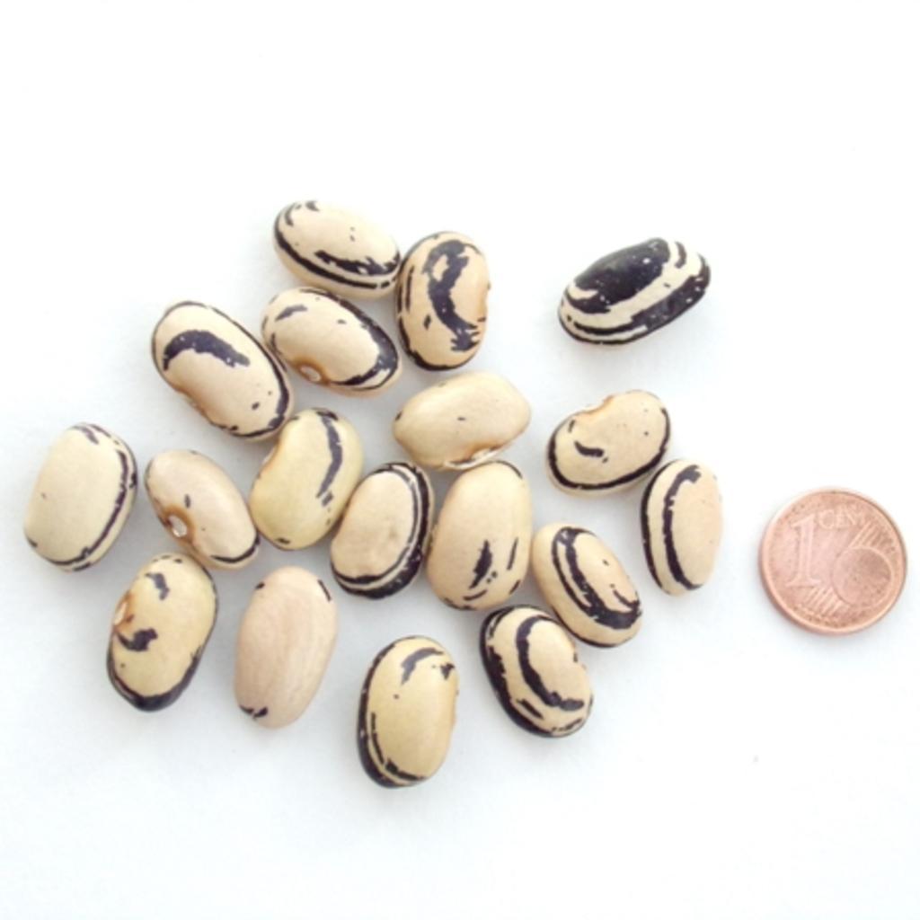 Bosnian (Stangenbohne)