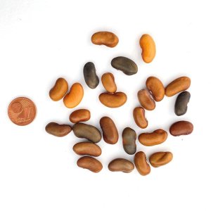 Bunte Butterfisolen (Stangenbohne), Saatgut-Rarität