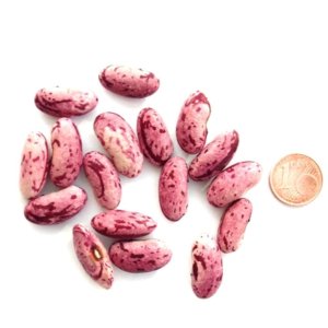 Candy (Reiserbohne), Saatgut-Rarität