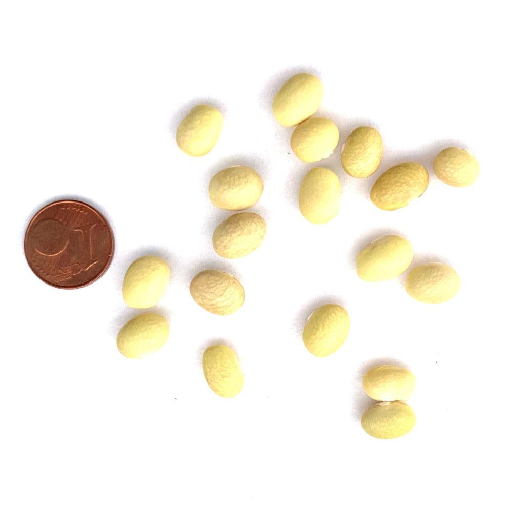 Gialét (Stangenbohne)