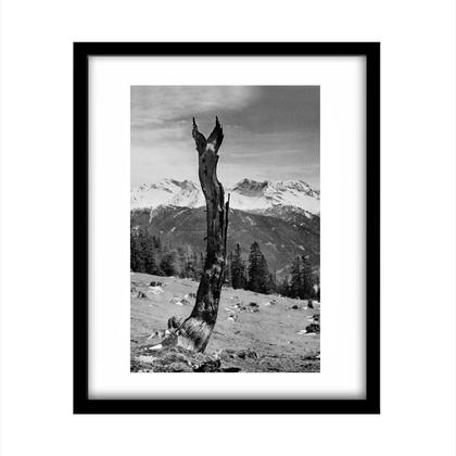Fotodruck 'Alter Baum'