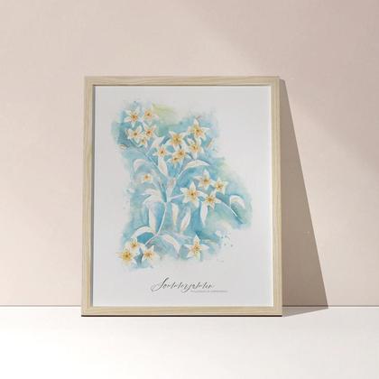 Kunstdruck Sommerjasmin