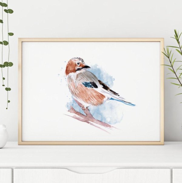 Illustration Eichelhäher