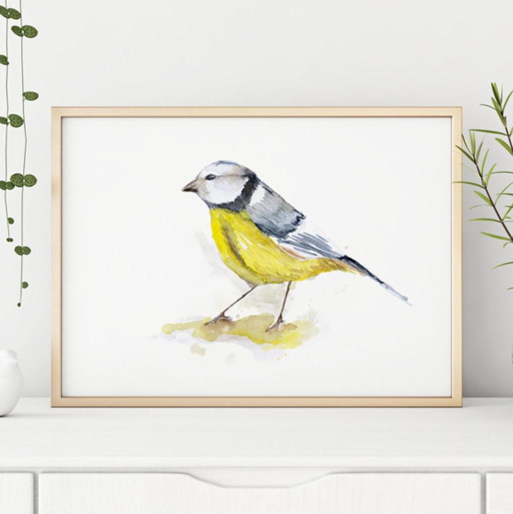 Illustration Blaumeise