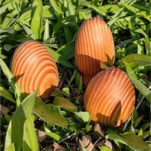 „Dinosaurier“ Eier Holzei Dekoration Douglasie