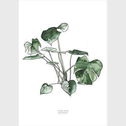 Grow your happiness | Monstera deliciosa