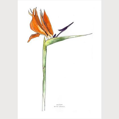 Bloom with Grace | Strelizie