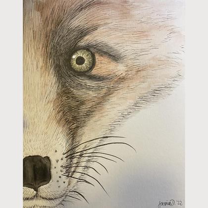 Zeichnung Fuchs