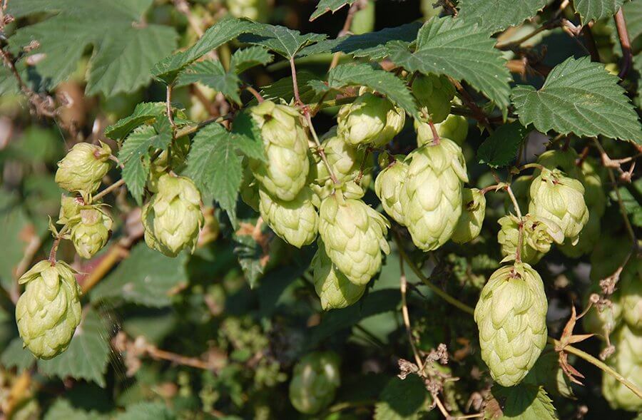 Hopfen – Das grüne Gold